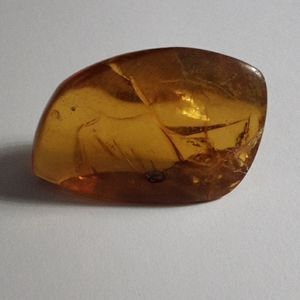 Baltic Amber